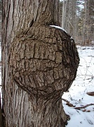 3rd Apr 2011 - Odd Tree