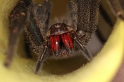 4th Apr 2011 - Wandering Spider