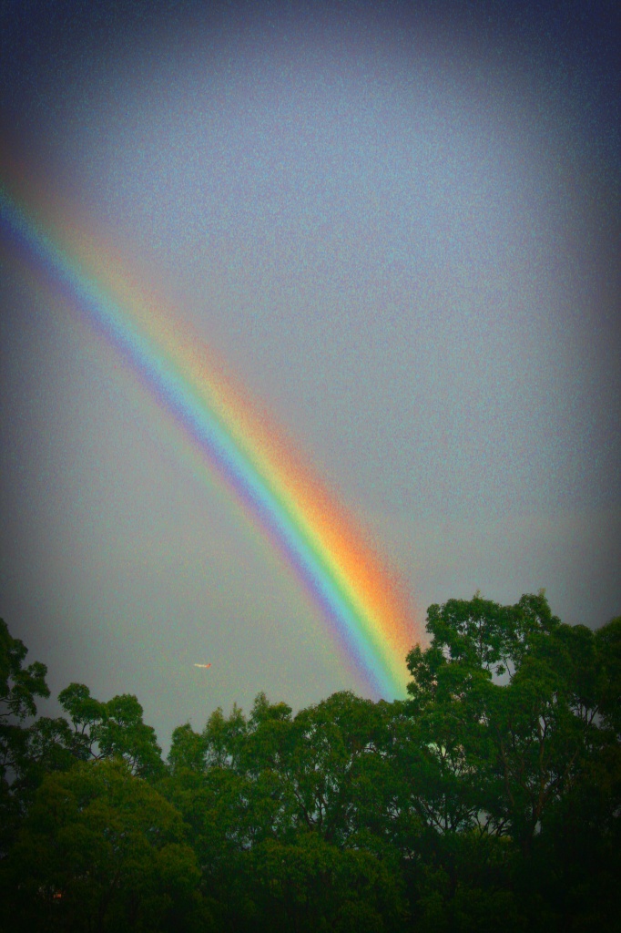 Rainbow by corymbia