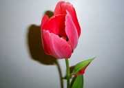 24th Mar 2010 - Tulip