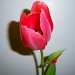 Tulip by bruni