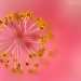 Hibiscus Starburst by bella_ss