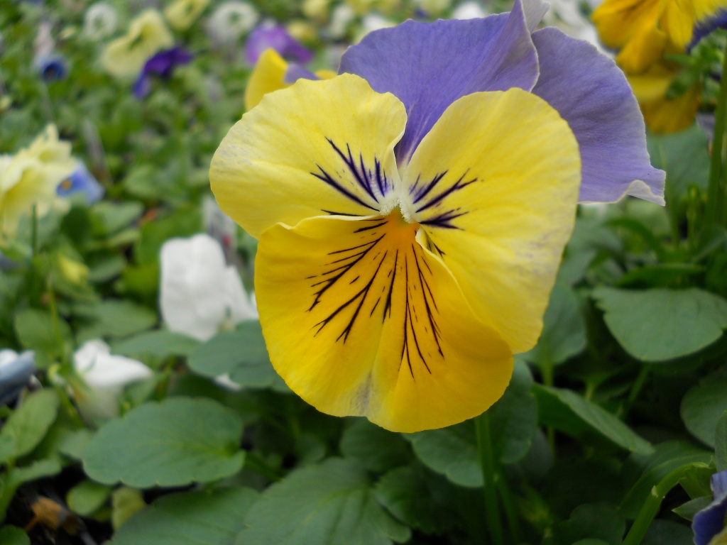 The pansy is smiling at you. by mittens