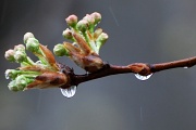 5th Apr 2011 - Callery Pear Blossoms in the Rain