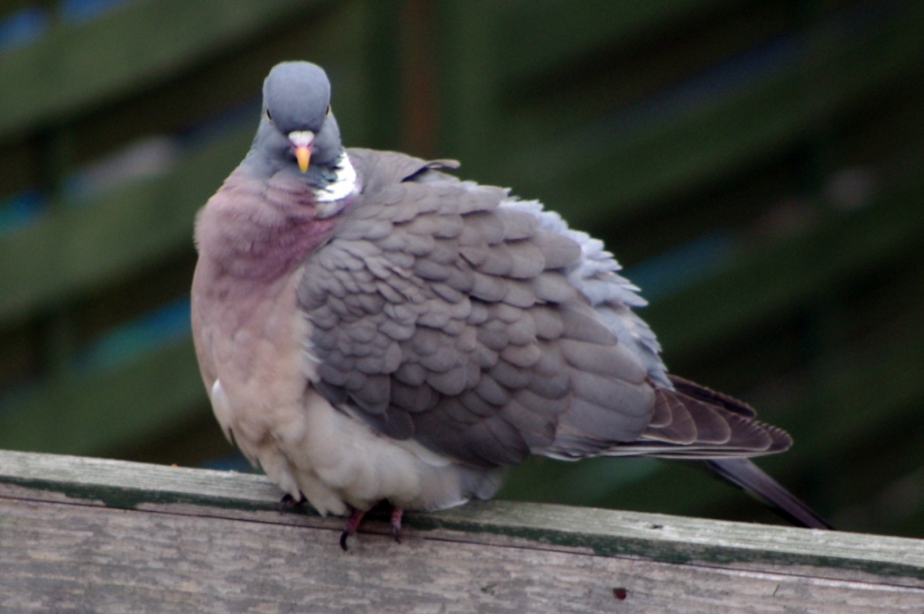 Fluffy Pigeon by karendalling