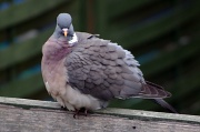 5th Apr 2011 - Fluffy Pigeon