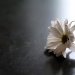 Flower in the Light  by laurentye