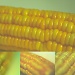 Corn-Y by gavincci