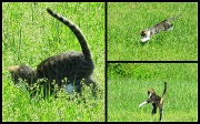 5th Apr 2011 - Chasing Grasshoppers