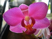 5th Apr 2011 - pink orchid