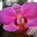 pink orchid by summerfield