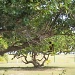 tree branch by bruni