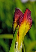 2nd Apr 2011 - Iris Bud