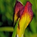 Iris Bud by eudora