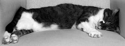 12th Jul 2010 - Just for fun: The rectangular cat
