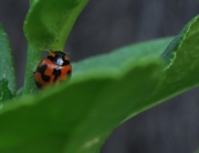 6th Apr 2011 - ladybugs & limes