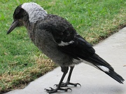 6th Apr 2011 - Baby Magpie