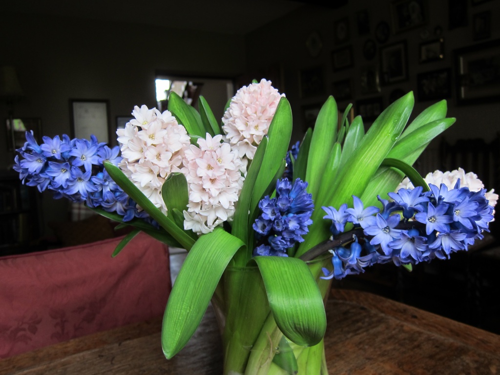 Hyacinths by happypat