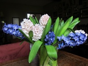 6th Apr 2011 - Hyacinths