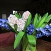 Hyacinths by happypat