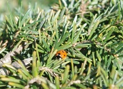 6th Apr 2011 - Ladybird