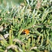 Ladybird by karendalling