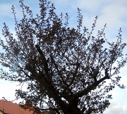 6th Apr 2011 - Tree in April