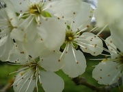 6th Apr 2011 - Blossoms on the Greengage tree.