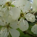 Blossoms on the Greengage tree. by snowy