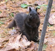 7th Apr 2011 - The pole dancing squirrel.