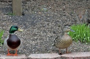 6th Apr 2011 - Unexpected Dinner Guests