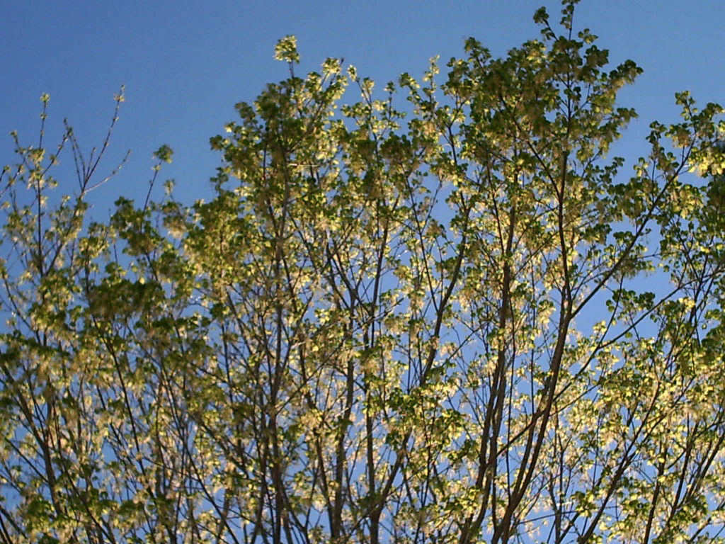 4.5.11 Maple Tree Buds by sfeldphotos