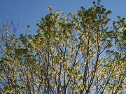 5th Apr 2011 - 4.5.11 Maple Tree Buds