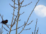 5th Apr 2011 - Buds and Bird