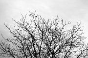 6th Apr 2011 - Songbird Silhouette
