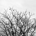 Songbird Silhouette by falcon11