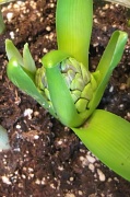 5th Apr 2011 - Hyacinth