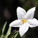 Jasmine Flower by melinareyes
