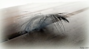 23rd Apr 2011 - Feather