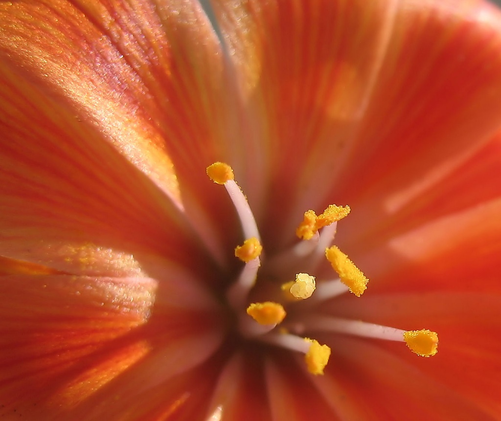 lewisia (close up) by itsonlyart