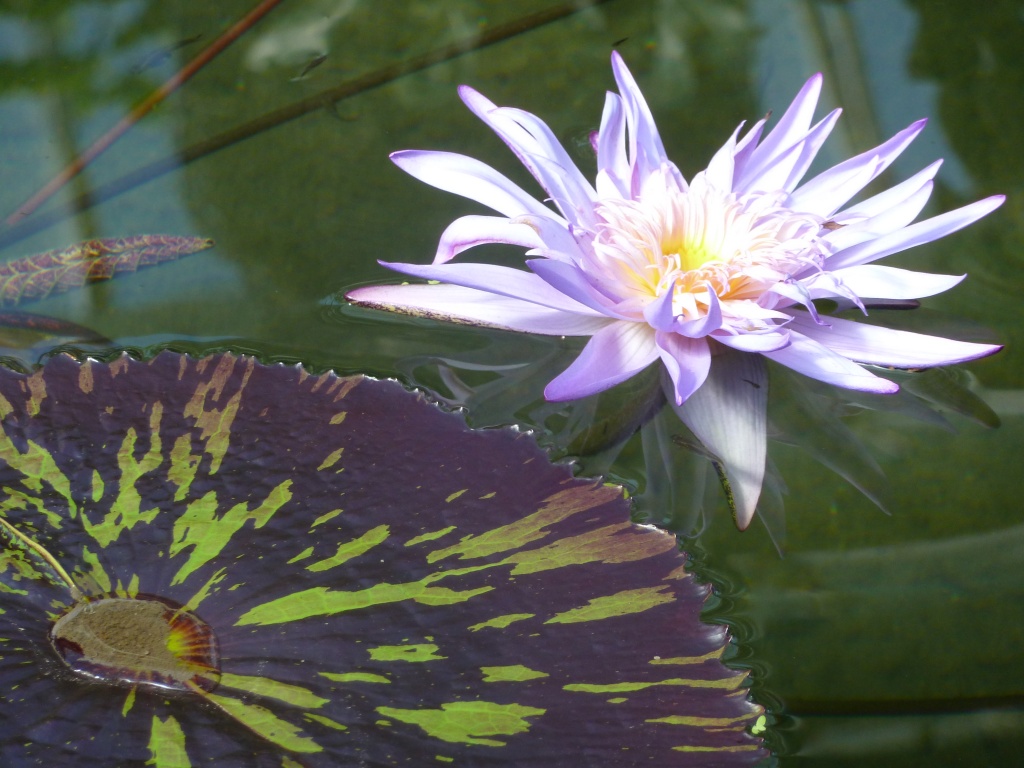 Water Lily. Kew Gardens. by dulciknit
