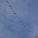 Day 36 Geese Flying North by spiritualstatic