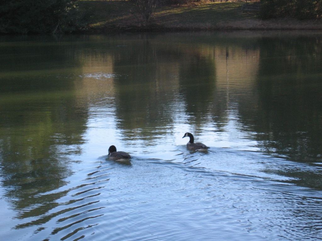 Day 44 Geese Swimming by spiritualstatic