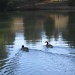 Day 44 Geese Swimming by spiritualstatic