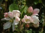 7th Apr 2011 - Apple blossom time.