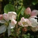 Apple blossom time. by snowy