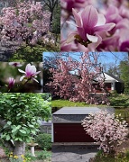 5th Apr 2011 - Tulip Magnolia Tree Reborn as a Bush