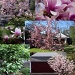 Tulip Magnolia Tree Reborn as a Bush by jbritt