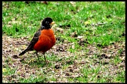 7th Apr 2011 - Mr Robin