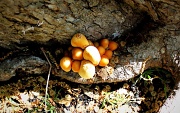 6th Apr 2011 - Mushrooms